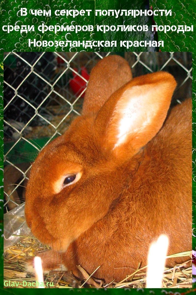 кролики породы новозеландская красная