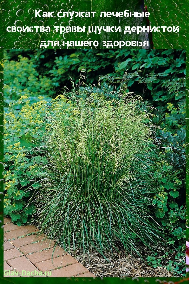 лечебные свойства травы щучки дернистой
