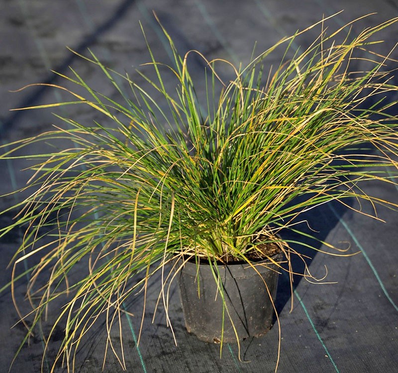 лечебные свойства травы щучка дернистая полезны не для всех