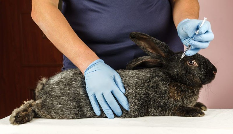лечение кролика