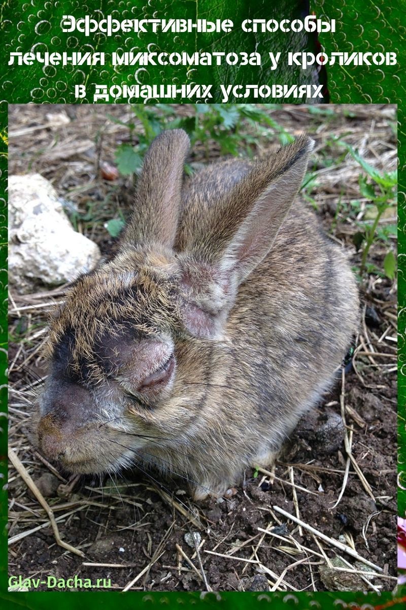 Лечение миксоматоза у кроликов в домашних условиях