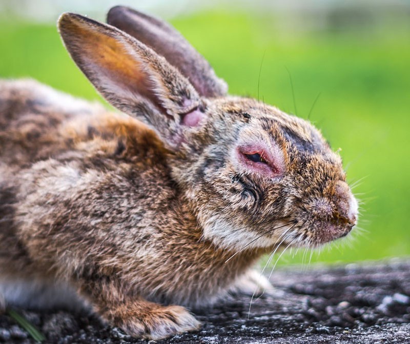 симптомы миксоматоза у кроликов