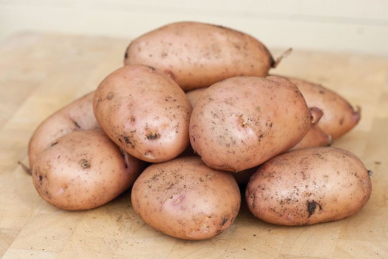 высокоурожайный сорт картофеля