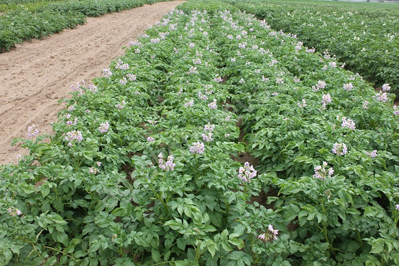 посадки картофеля