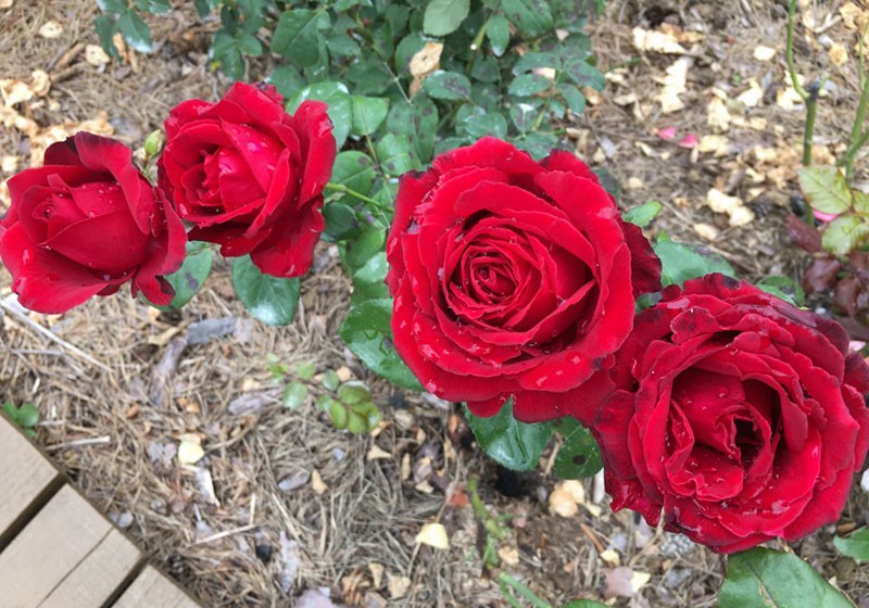 выращивание розы сорта Гранд Гала