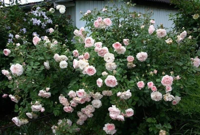 мархенланд парковая роза шраб