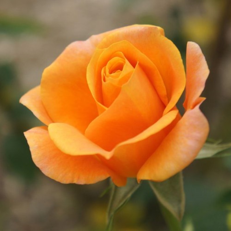 цветок розы реми мартин