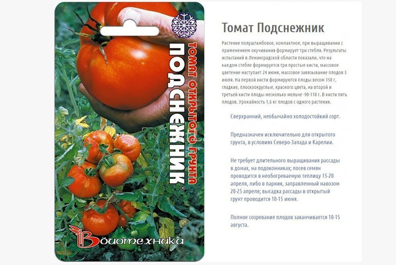 томат подснежник