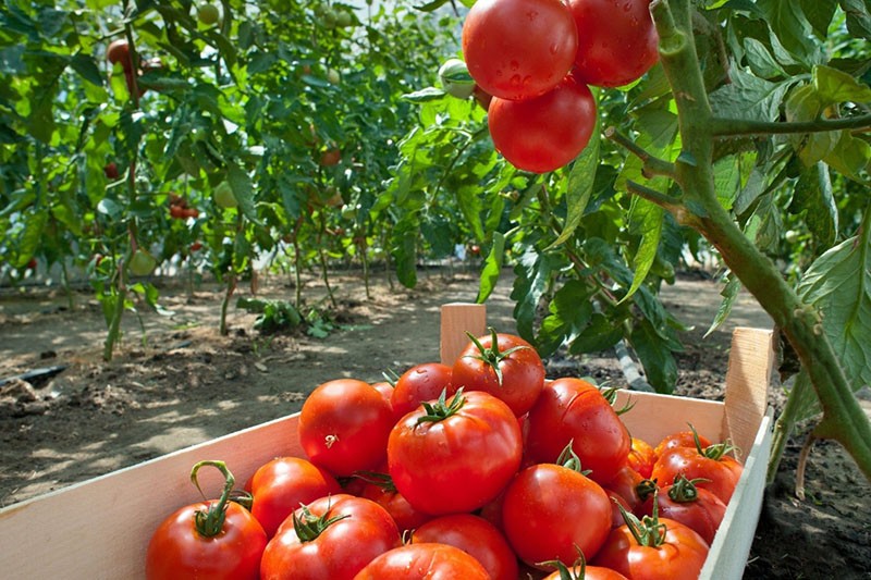томаты сибирской селекции