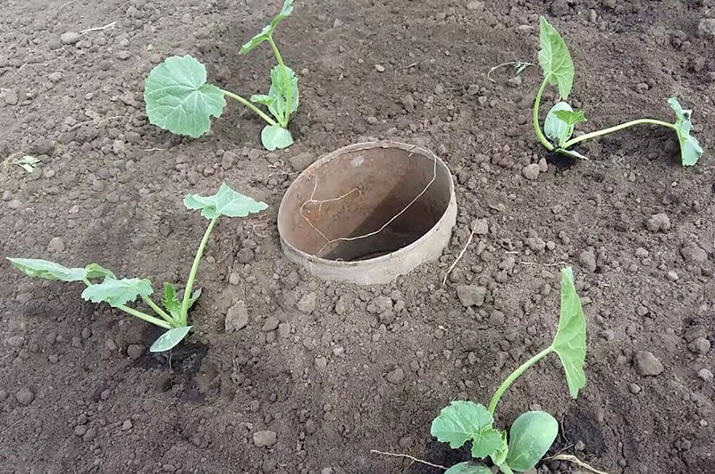 выращивание кабачков в открытом грунте