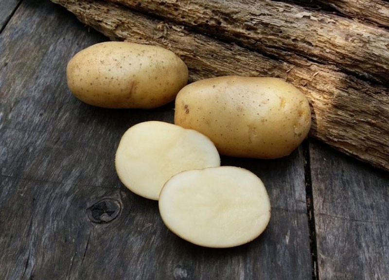 среднеранний сорт картофеля