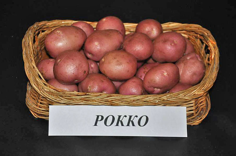 клубни картофеля Рокко