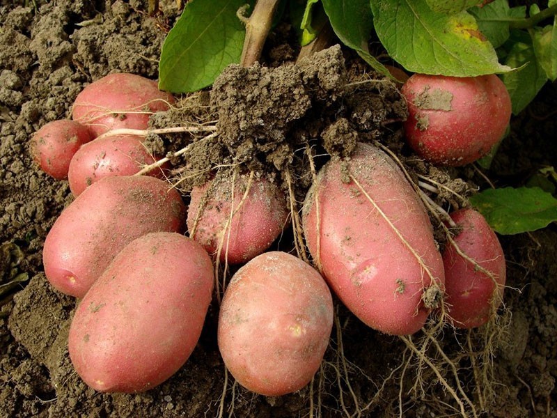 выращивание картофеля сорта Рокко