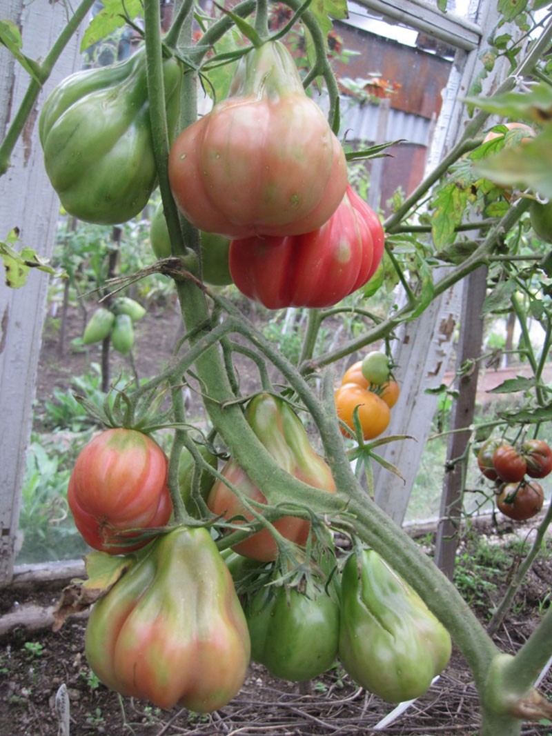 подвязка томатов в теплице