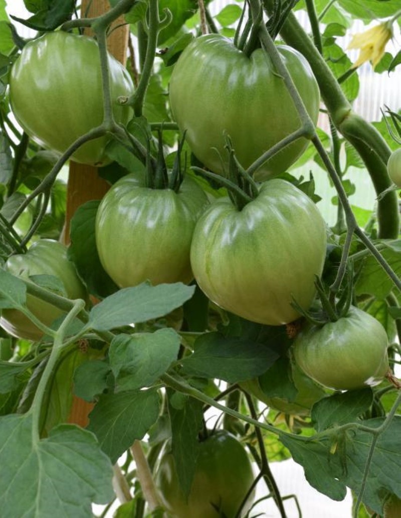 особенности выращивания томата гордость грайтмара