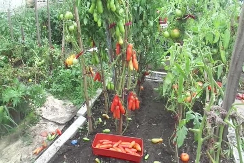 кусты томатов казанова