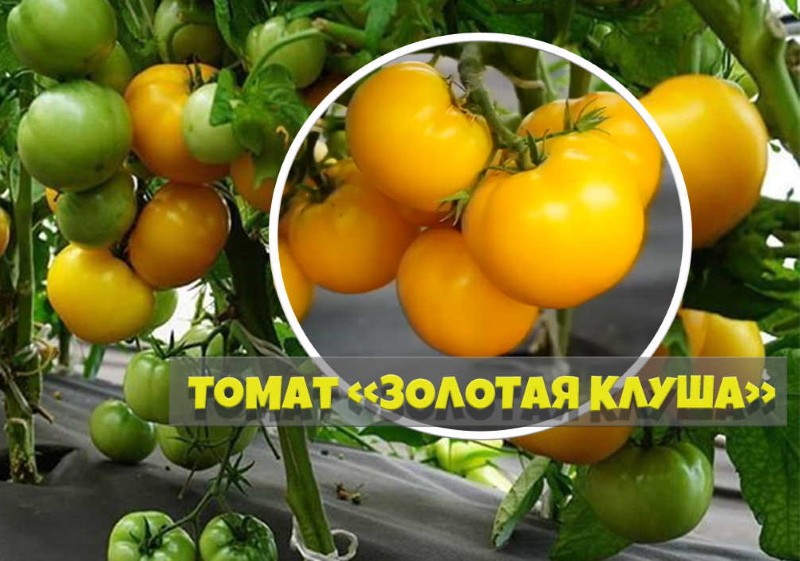 томат золотая клуша