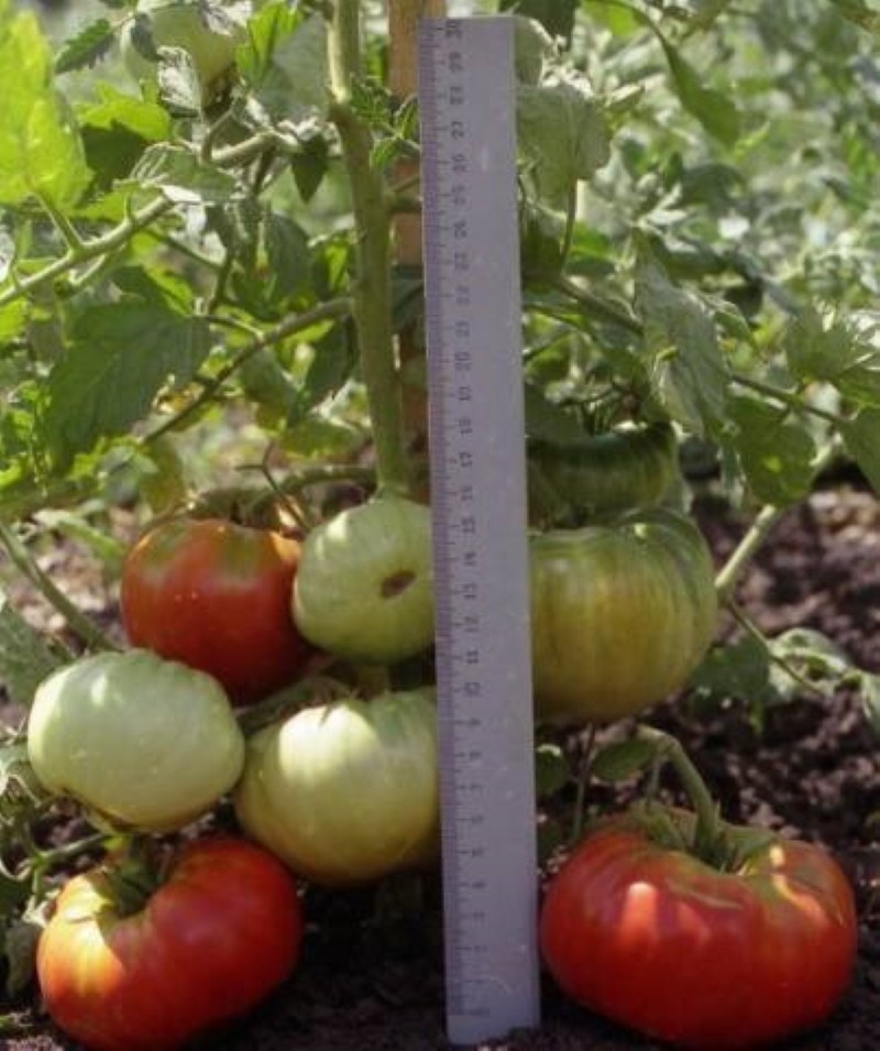 Томат Король ранних - урожайный первый овощ для теплицы и грунта
