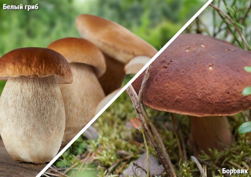в чем разница между белым грибом и боровиком