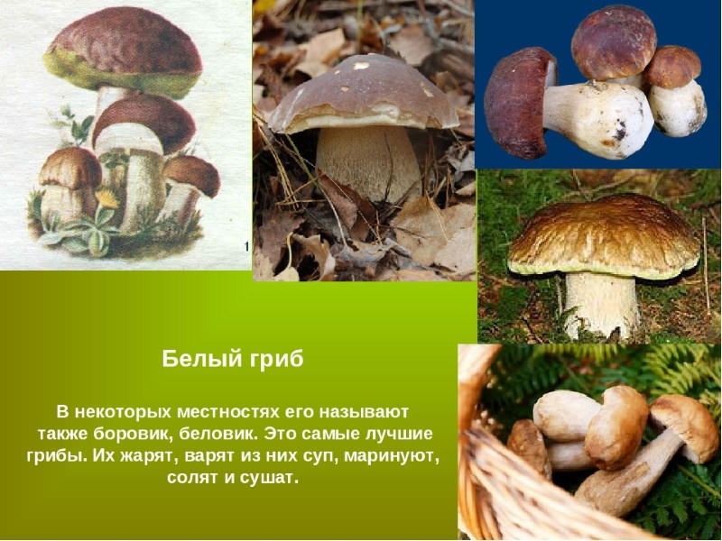 белый гриб или боровик