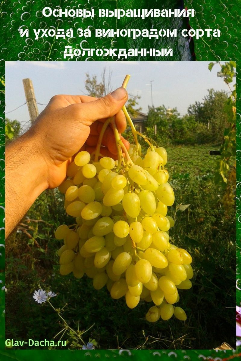 виноград сорта долгожданный