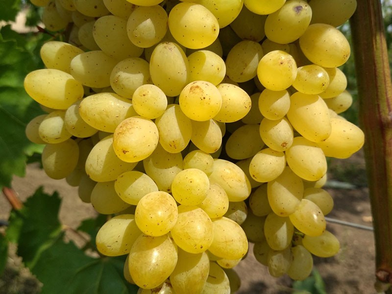 гибридный сорт винограда