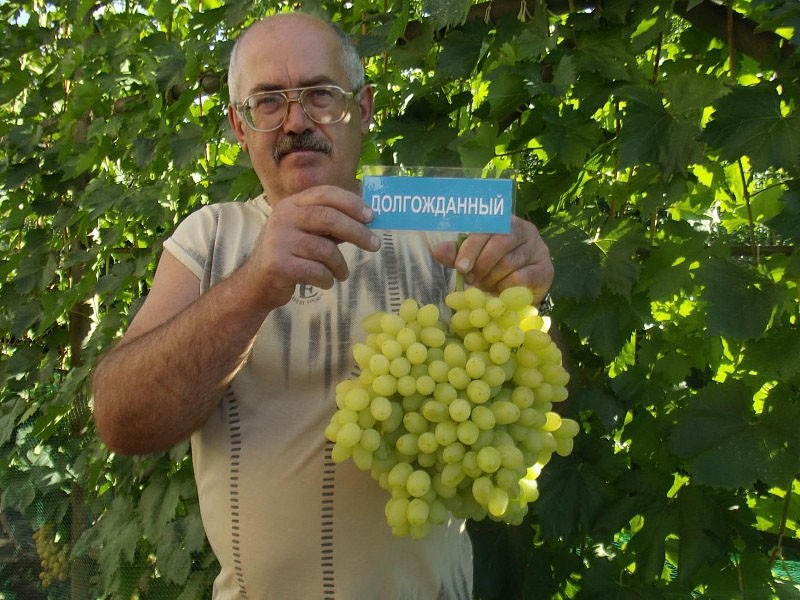 виноград сорта Долгожданный