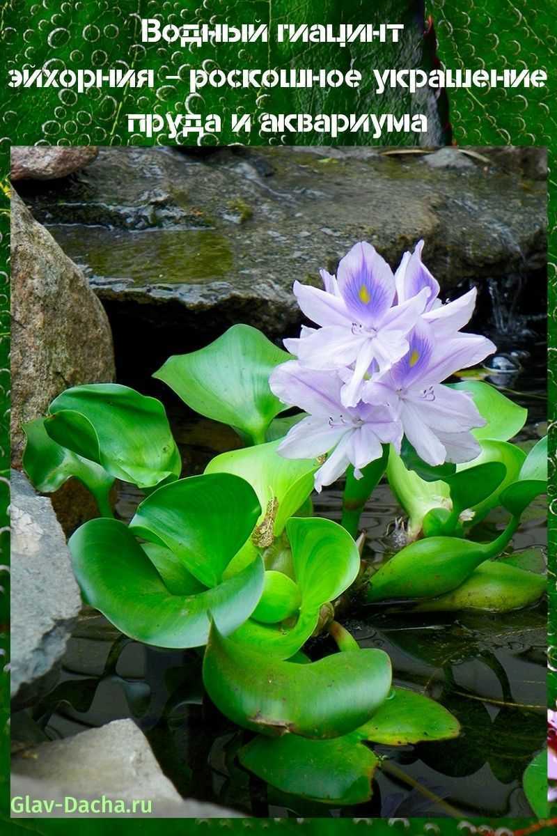 Водный гиацинт эйхорния – роскошное украшение пруда и аквариума