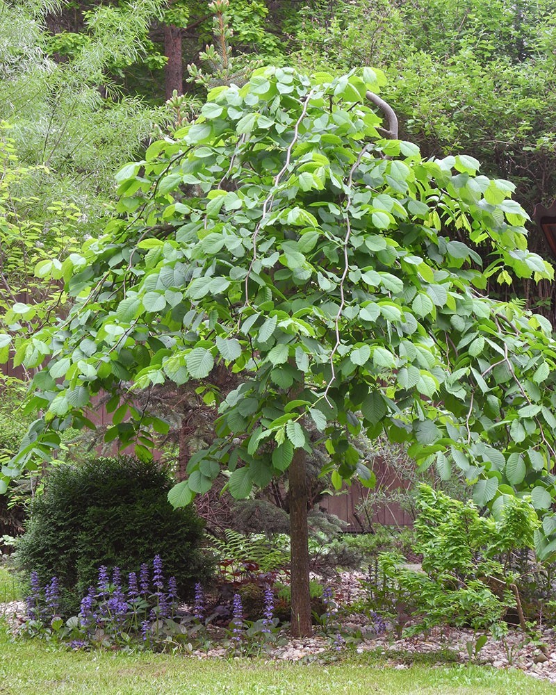 Вяз шершавый (Ulmus glabra)