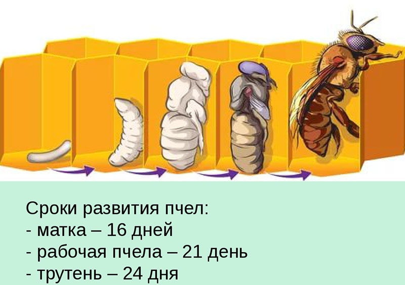 развитие пчеломатки