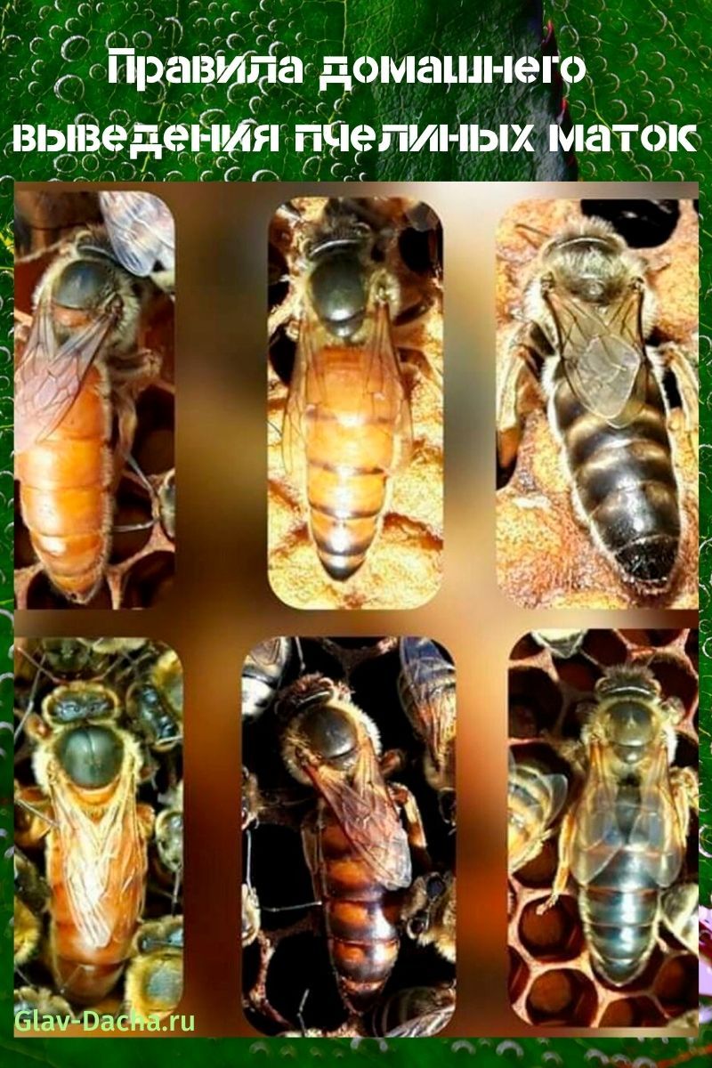 выведение пчелиных маток