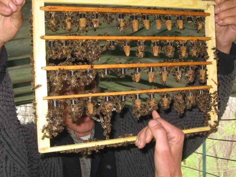 выведение пчелиной матки естественным способом
