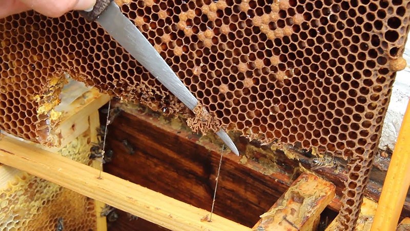 экстренным метод выведения пчеломатки