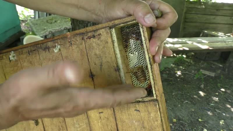 изолятор для пчеломатки