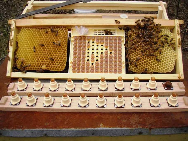 выведение пчелиных маток с системой Никот