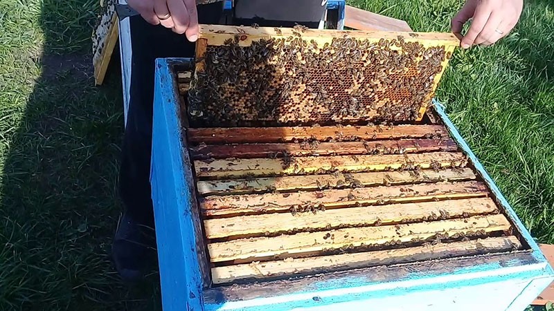 выведение пчеломаток по Кашповскому