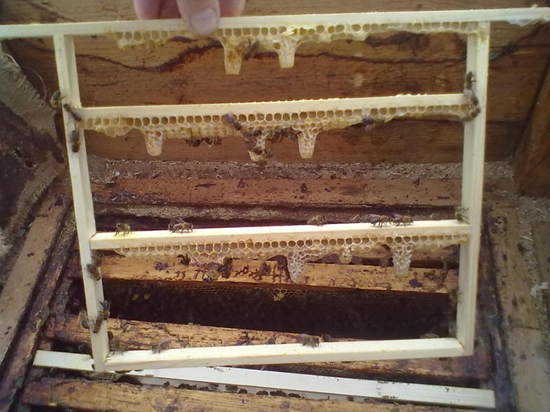 выведение пчелиных маток по Цебро