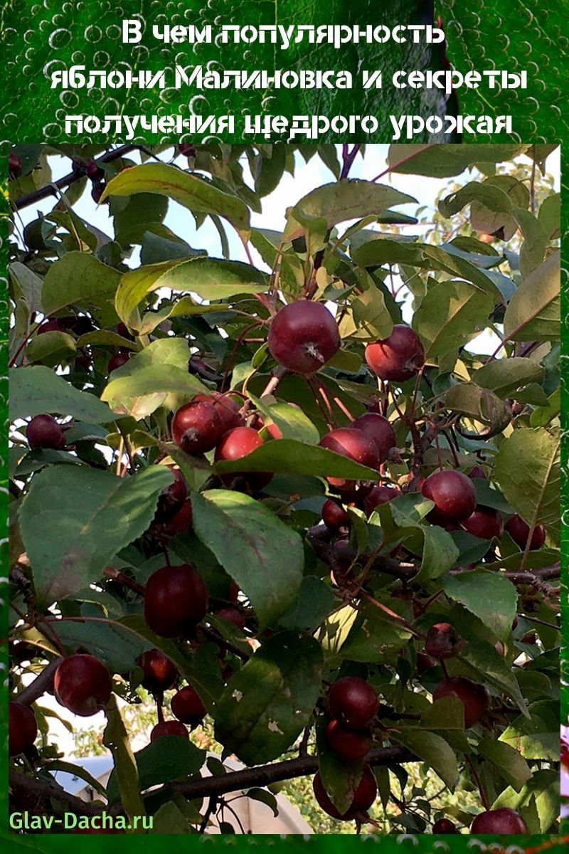 Яблоня Малиновка - описание сорта, особенности посадки и ухода