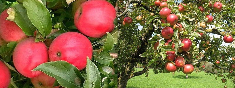 яблоня малиновка рижская