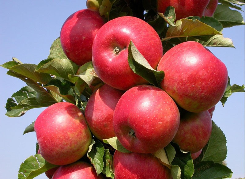колоновидная яблонька малиновка