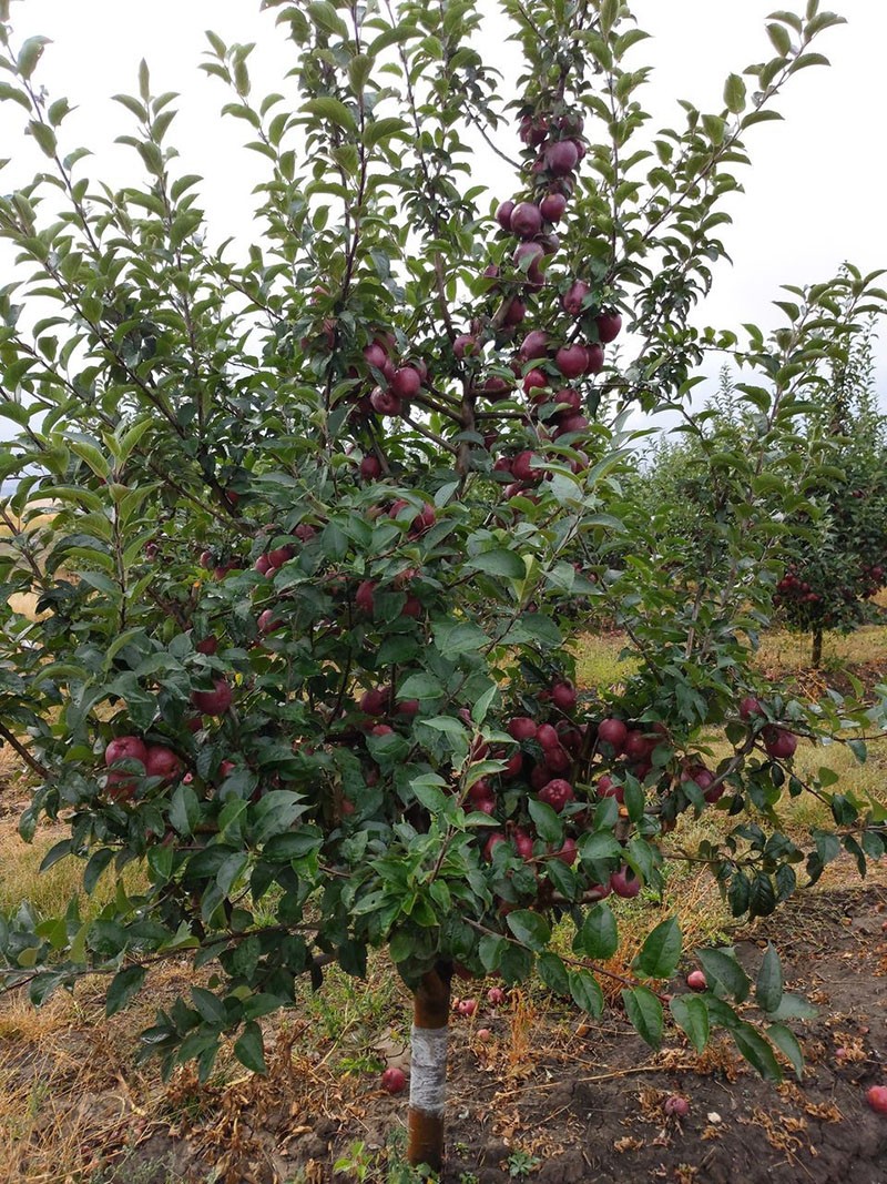 выращивание яблони Ред Чиф