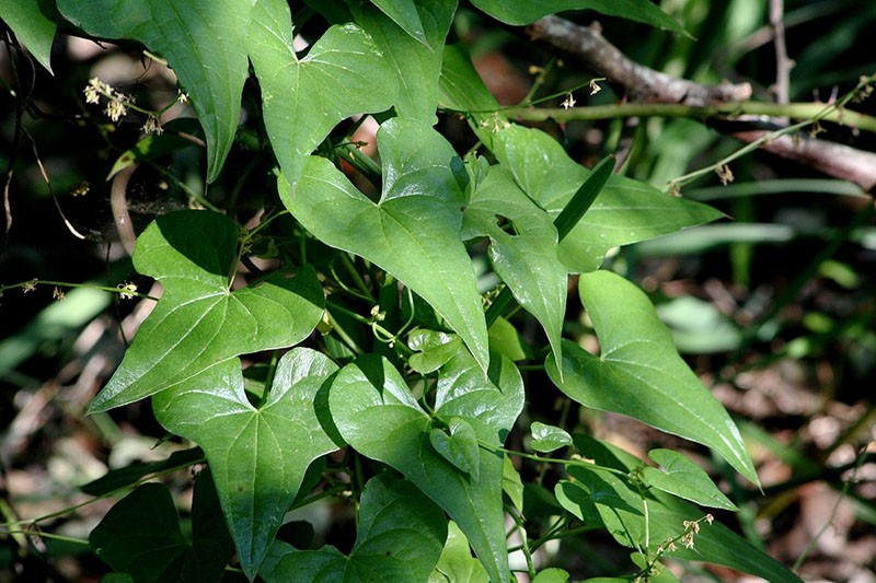 листовые пластины адамового корня