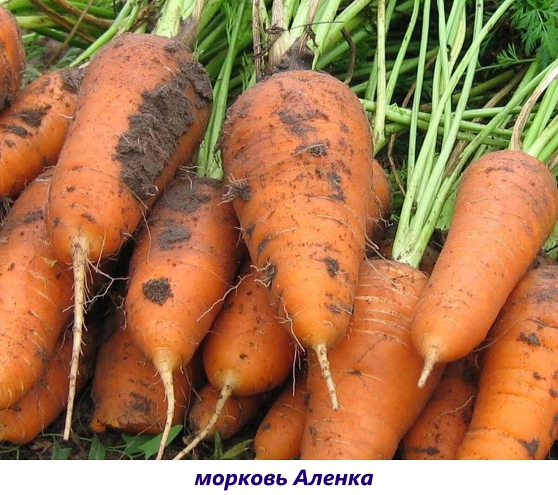 сорт моркови аленка