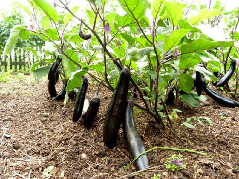 особенности выращивания баклажанов в открытом грунте