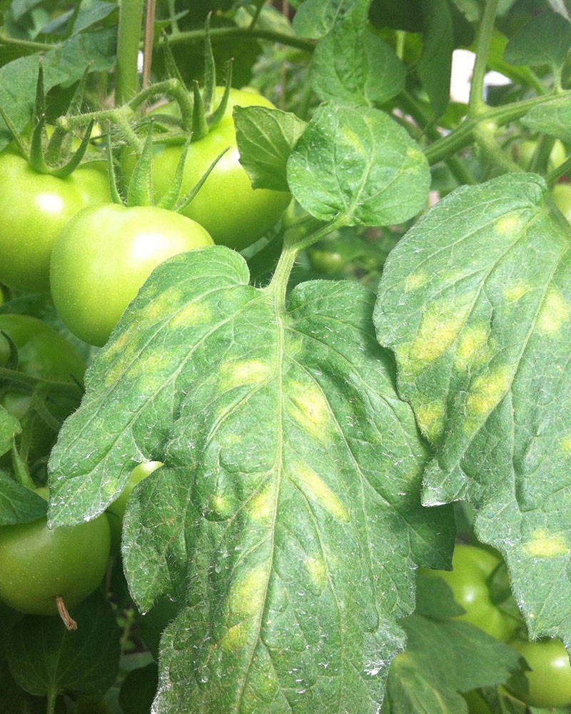 Болезни томатов в теплице описание с фотографиями и способы лечения листьев