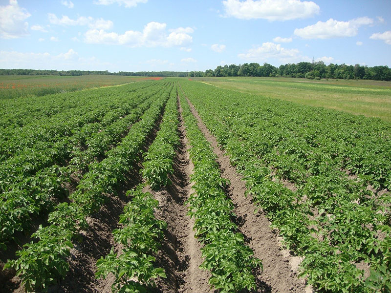 голландская технология выращивания картофеля