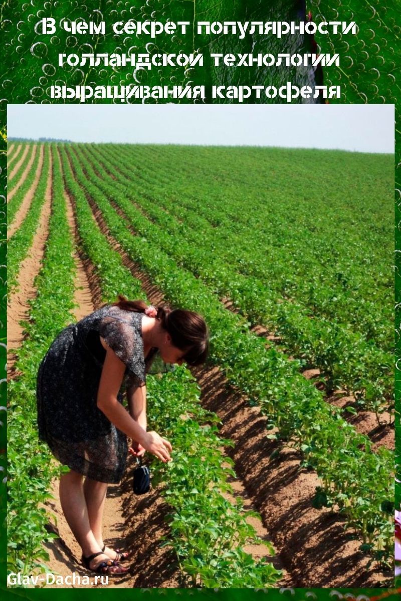 Základní principy pěstování brambor tradičními a holandskými technologiemi