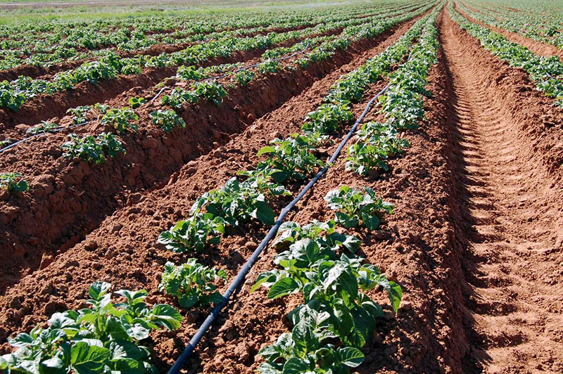 Голландская технология выращивания картофеля, особенности