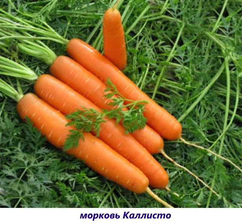сорт моркови каллисто