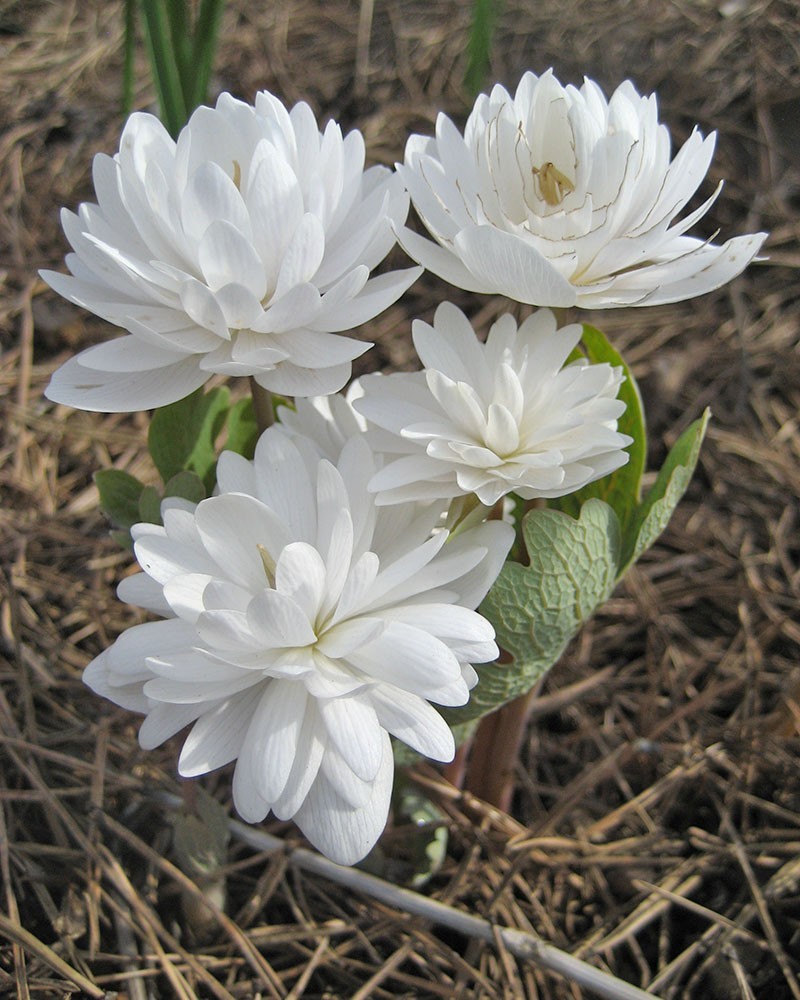 Сангвинария Цветы